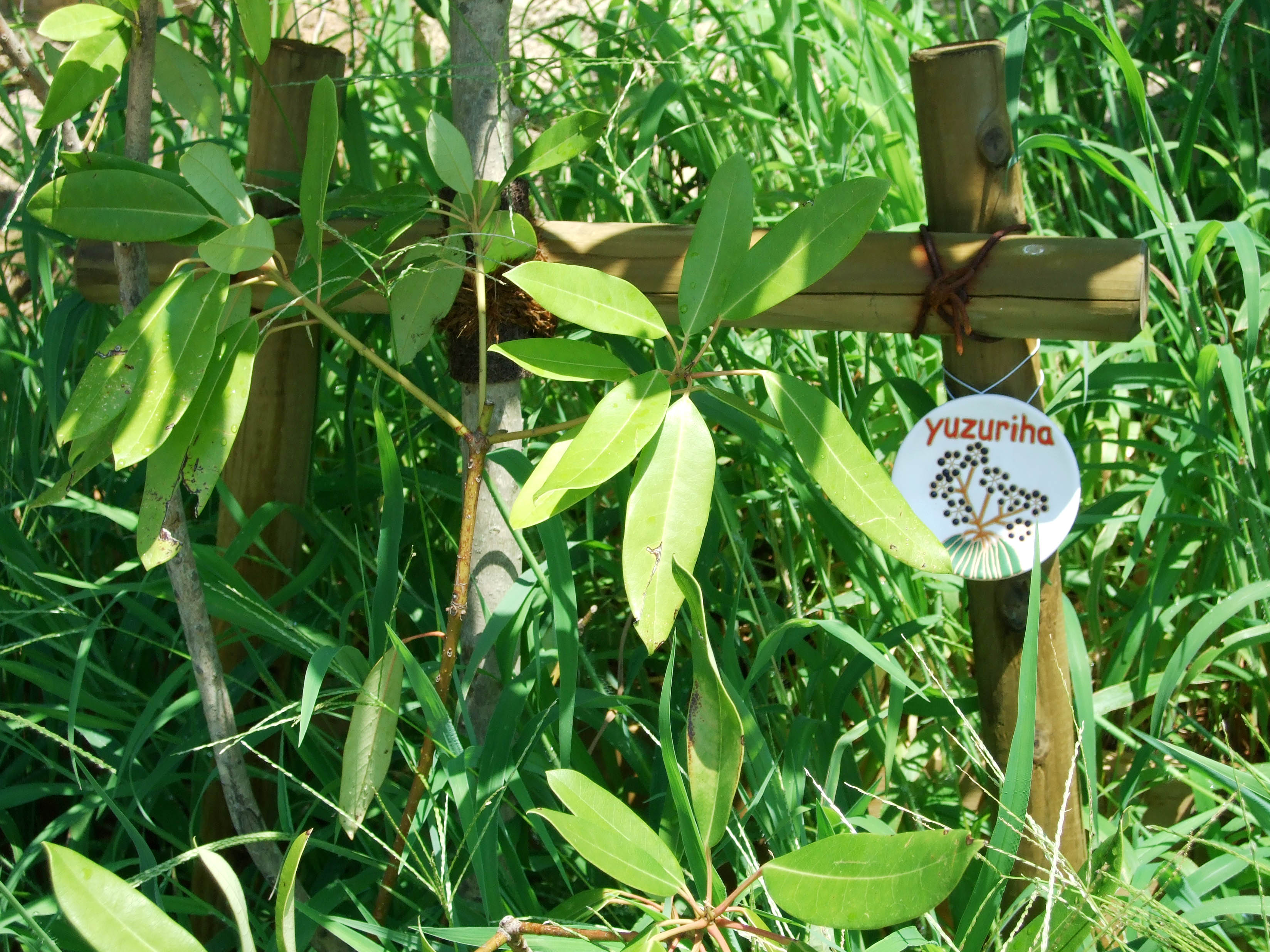 n_tei_garden-1.jpg